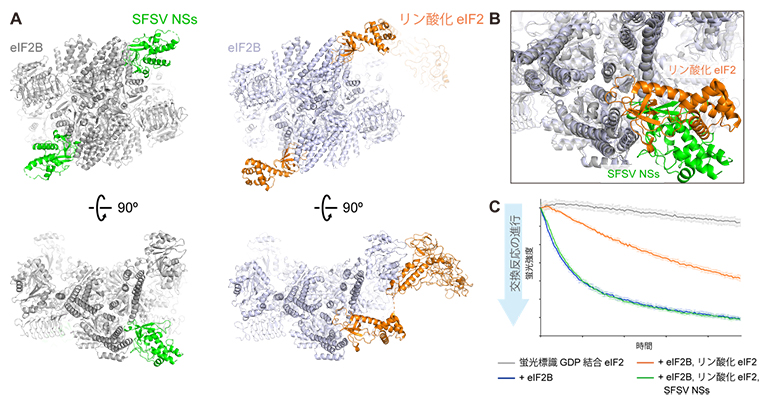 SFSV NSsタンパク質による翻訳開始因子eIF2Bの活性阻害の仕組みの図