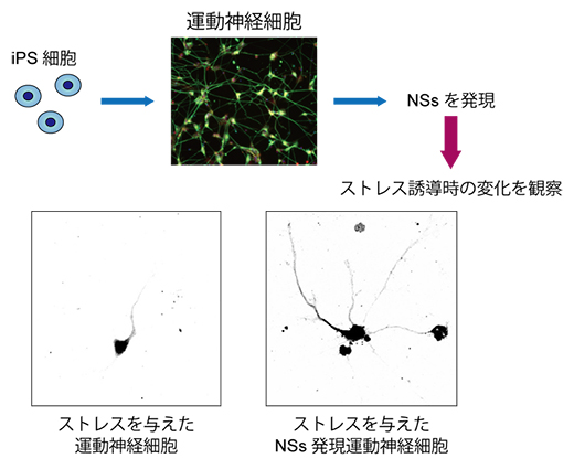 ヒトiPS細胞由来運動神経細胞におけるNSsタンパク質の発現の影響の図