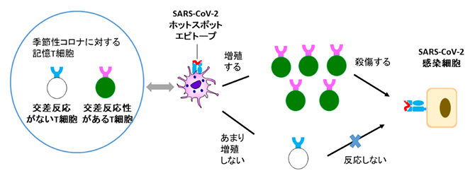 交差反応性T細胞のSARS-CoV-2感染に対する役割の図