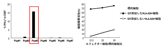 エピトープの同定（左）と誘導されたキラーT細胞の細胞障害活性（右）の図