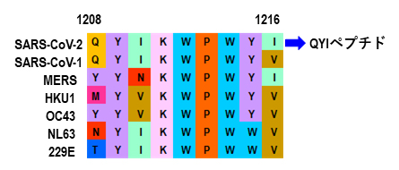 QYIペプチドと他のコロナウイルスの該当するペプチドのアミノ酸配列との相同性の図