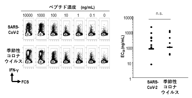 QYIペプチド反応性キラーT細胞の交差反応性の図