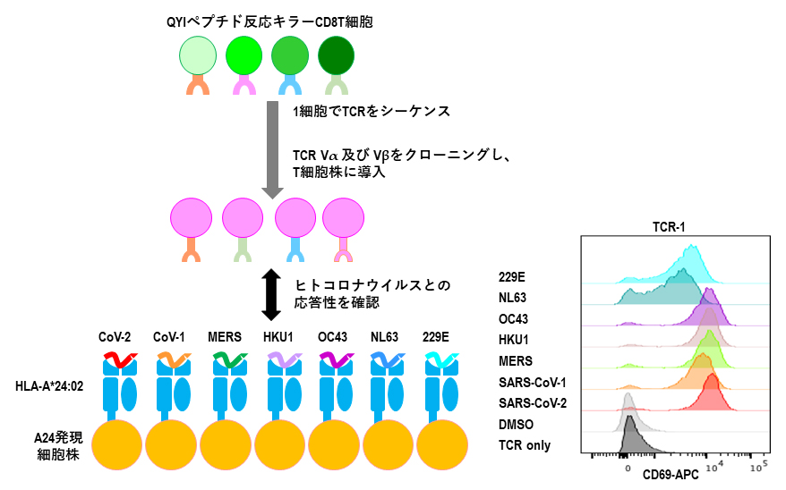 QYIペプチド反応性キラーT細胞受容体レベルでの交差反応性の図