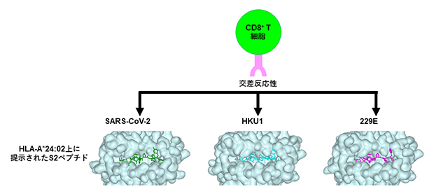 HLA-A*24:02とSARS-Cov-2、HKU1、229E由来ペプチドの複合体の立体構造の図