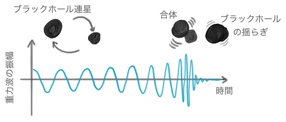 ブラックホール連星合体と放射される重力波の概念図の画像