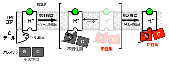 Gタンパク質共役型受容体（GPCR）によるアレスチンの2段階活性化の図