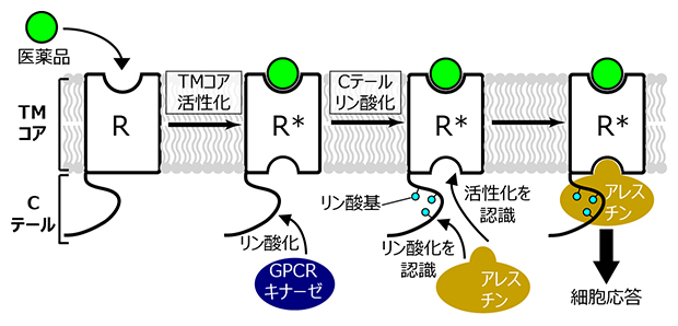 医薬品の結合によるGタンパク質共役型受容体(GPCR)の変化の図