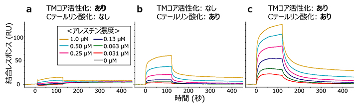 TMコア活性化とCテールリン酸化がアレスチン結合強度に及ぼす影響の図