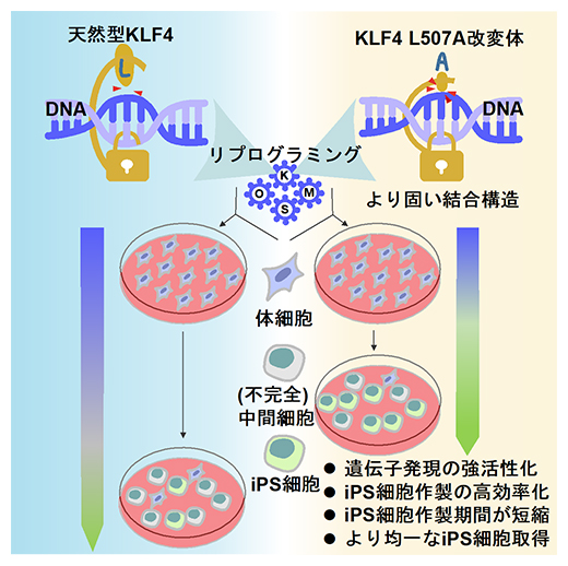 本研究の概要の図