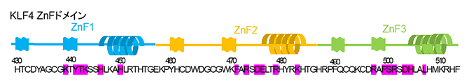 KLF4のZnFドメインにおけるアミノ酸残基配列の図