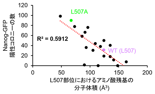 L507部位におけるアミノ酸残基の分子体積とiPS細胞作製効率の関係の図