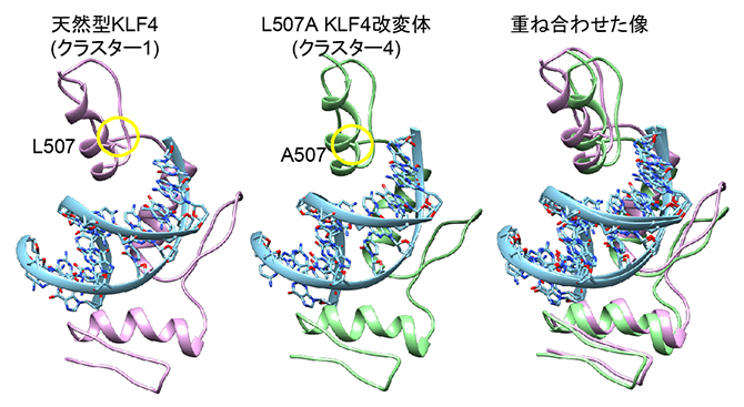 分子動力学シミュレーションを用いたKLF4ZnFドメインとDNAの複合体構造予測の図