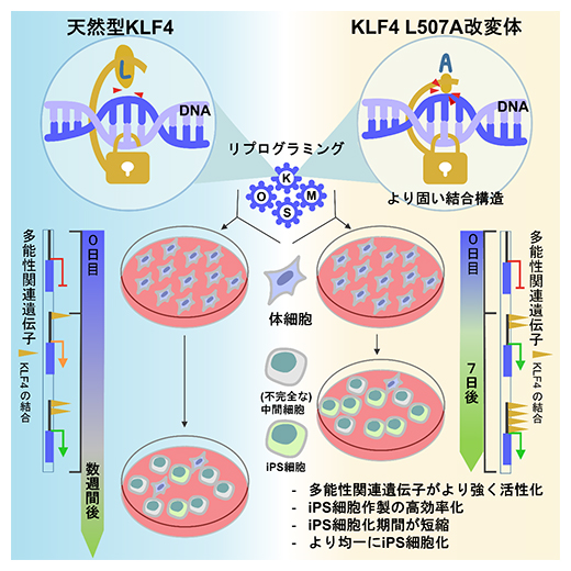 本研究成果の概要の図