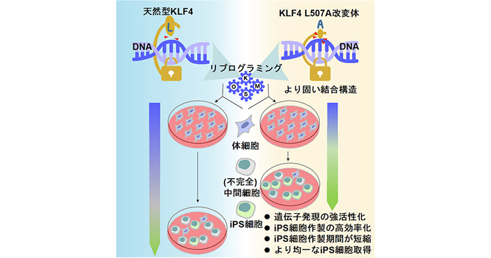 次世代リプログラミング因子KLF4改変体の開発 | 理化学研究所