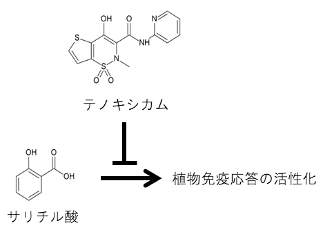 Schematic diagram of tenoxicam inhibiting salicylic acid-dependent plant immune response