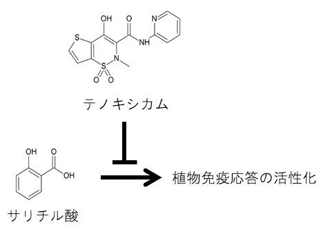 テノキシカムによるサリチル酸依存性の植物免疫応答の阻害の図