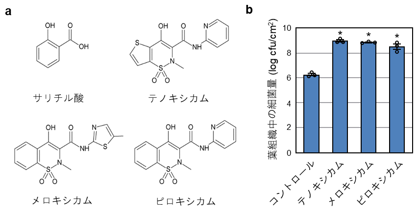 オキシカム化合物の化学構造とその植物免疫応答への作用の図