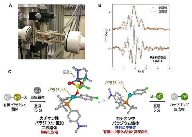 亜鉛錯体の添加で生じる中間体のX線吸収分光法（XAS）解析の図