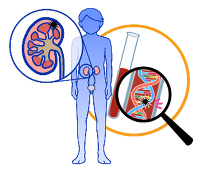 腎がんのゲノム医療の図