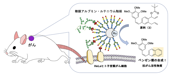 マウス体内のがん細胞で抗がん活性物質のベンゼン環を合成し抗がん作用が発揮されるの図