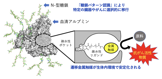 マウス体内のがんで機能する体内遷移金属触媒反応の図