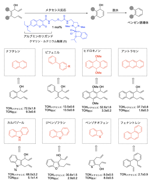 ルテニウム触媒によるメタセシス反応と脱水を経たさまざまなベンゼン環の合成の図