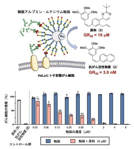 HeLaがん細胞に対する抗がん活性物質の合成（上）とがん細胞の増殖抑制効果（下）の図
