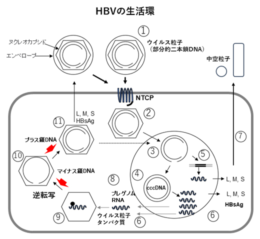 B型肝炎ウイルス（HBV）の生活環の図