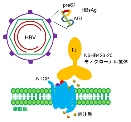 N6HB426-20モノクローナル抗体によるHBVのNTCP結合の阻害の図