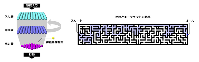 迷路課題を解くエージェントとその神経回路の図