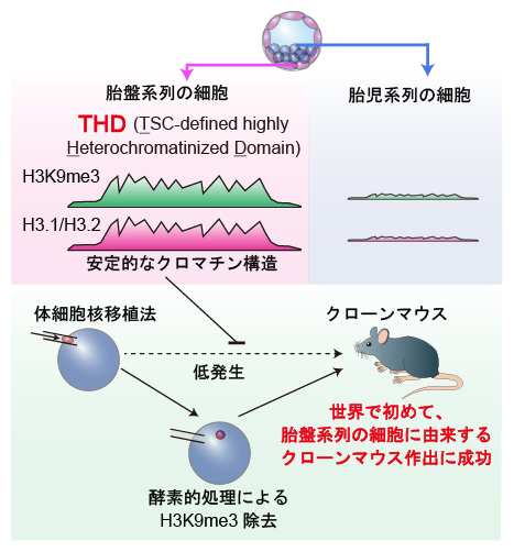 胎盤らしさを支える分子基盤を解明～胎盤の細胞は高度に安定化されたクロマチン構造をとる～