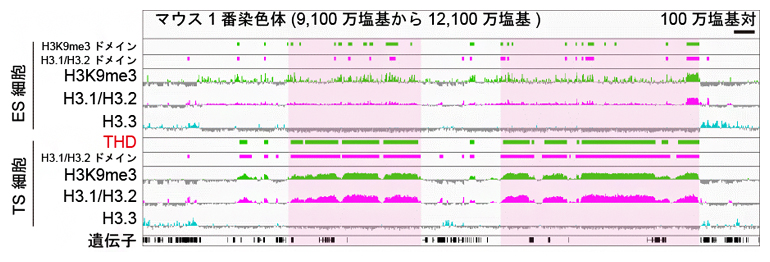 ES細胞とTS細胞を用いたH3K9me3とH3.1/H3.2のChIP-seq解析結果の図