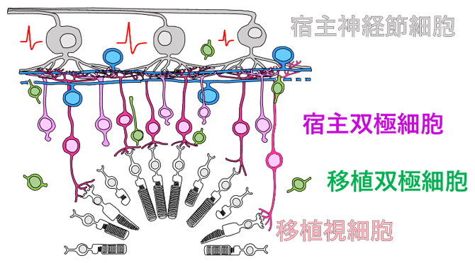 宿主双極細胞（ラット）と移植視細胞（ヒト）の機能的な接続の図