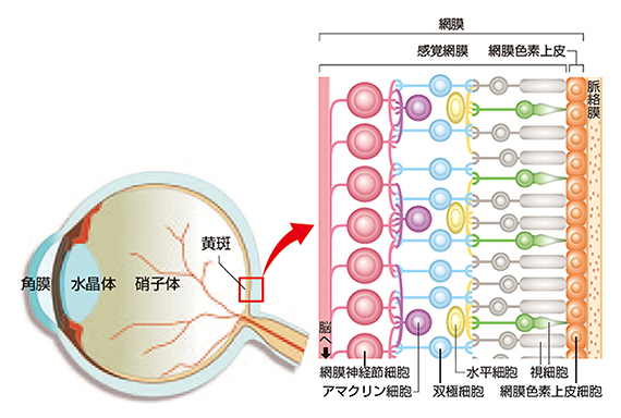 眼球と網膜の基本構造の図
