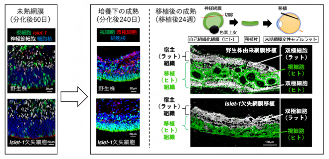 遺伝子改変ヒトES細胞から分化誘導した網膜組織のラットへの移植の図