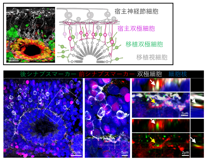 移植視細胞と宿主双極細胞のシナプス形成の図