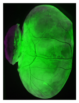 原始内胚葉を欠失したマウス胚盤胞にPrES細胞を注入して得られたキメラの図