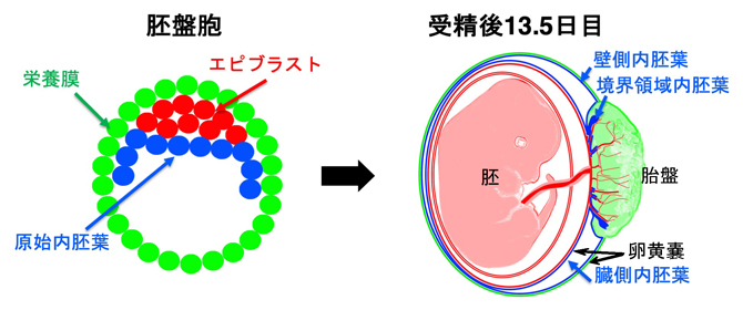 胚盤胞と生じる受胎産物（胚と胚体外組織）の模式図の画像