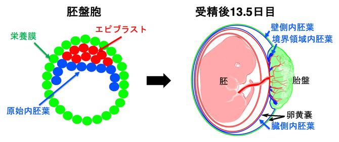 胚盤胞と生じる受胎産物(胚と胚体外組織)の模式図の画像