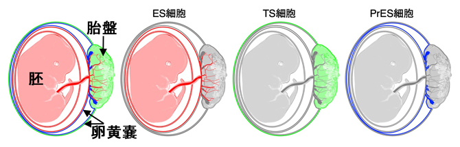 ES細胞、TS細胞、PrES細胞の寄与の模式図の画像