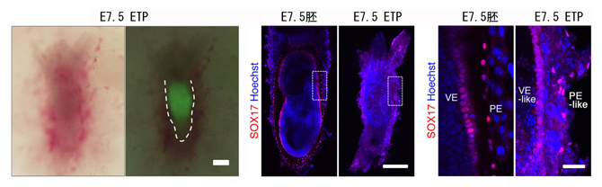 マウスETP複合体から派生した胚様構造（妊娠7.5日目）の図