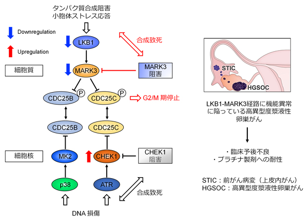 高異型度漿液性卵巣がんにおけるLKB1-MARK3経路の機能異常の図