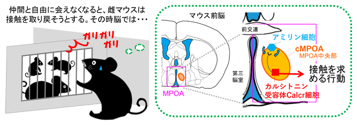 成体同士の社会性に重要な、孤独を感じ仲間を求める分子と神経回路の発見の図