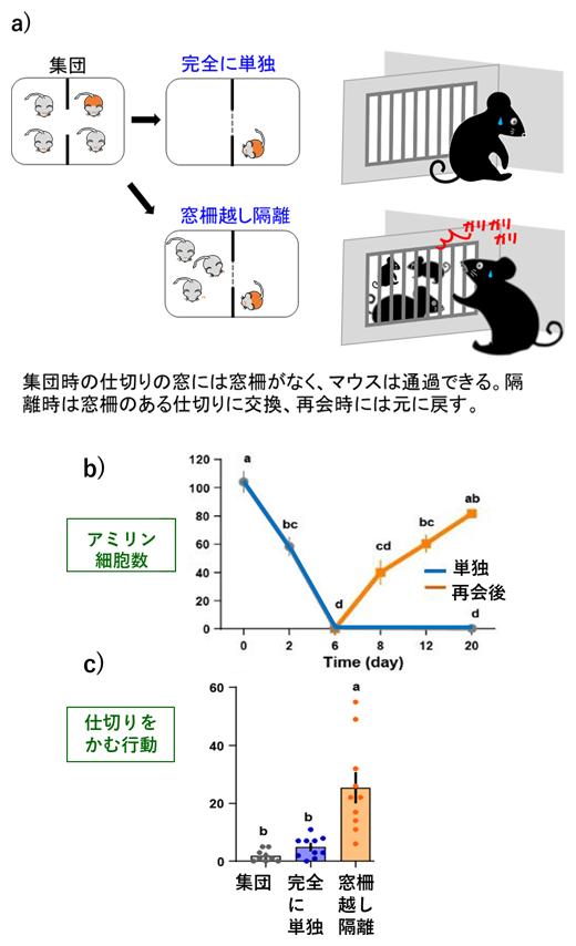 マウスを用いた社会的条件とアミリン発現に関する実験の図