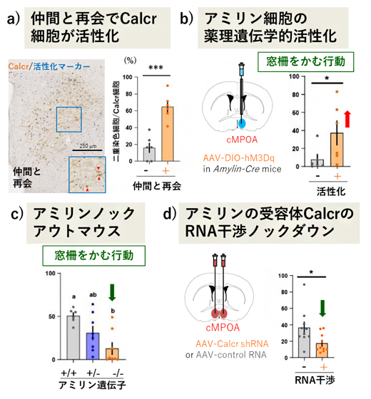 アミリン-Calcr神経回路と社会的接触を求める行動の関係を調べる実験の図