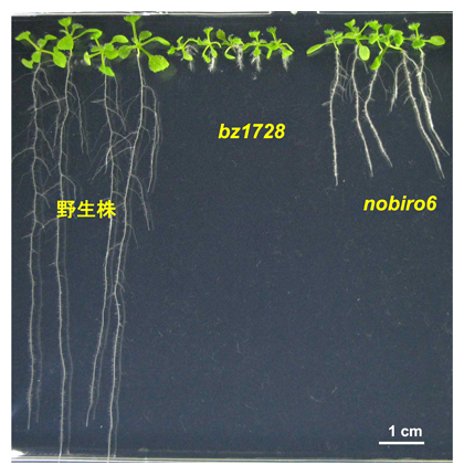 根の伸長が阻害されたbz1728株とそれを回復したnobiro6株、野生株の表現型の図