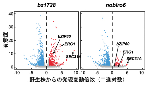 bz1728株およびnobiro6株における網羅的遺伝子発現変動の図