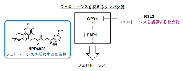 新しいFSP1阻害剤NPD4928とその作用機序の図