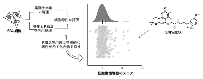 RSL3による細胞毒性を特異的に増強する化合物のスクリーニングの図