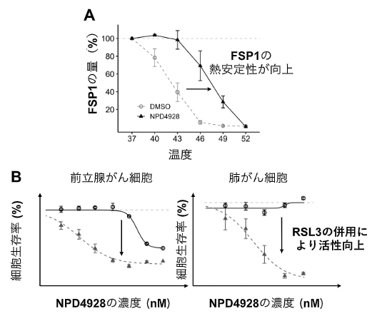 NPD4928によるFSP1の熱安定性の向上とがん細胞への影響の図